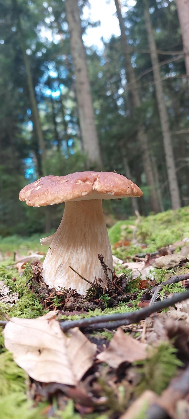 Wysyp grzybów w woj. lubelskim 