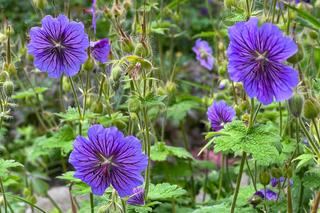 Jakie rośliny odstraszają ślimaki? 