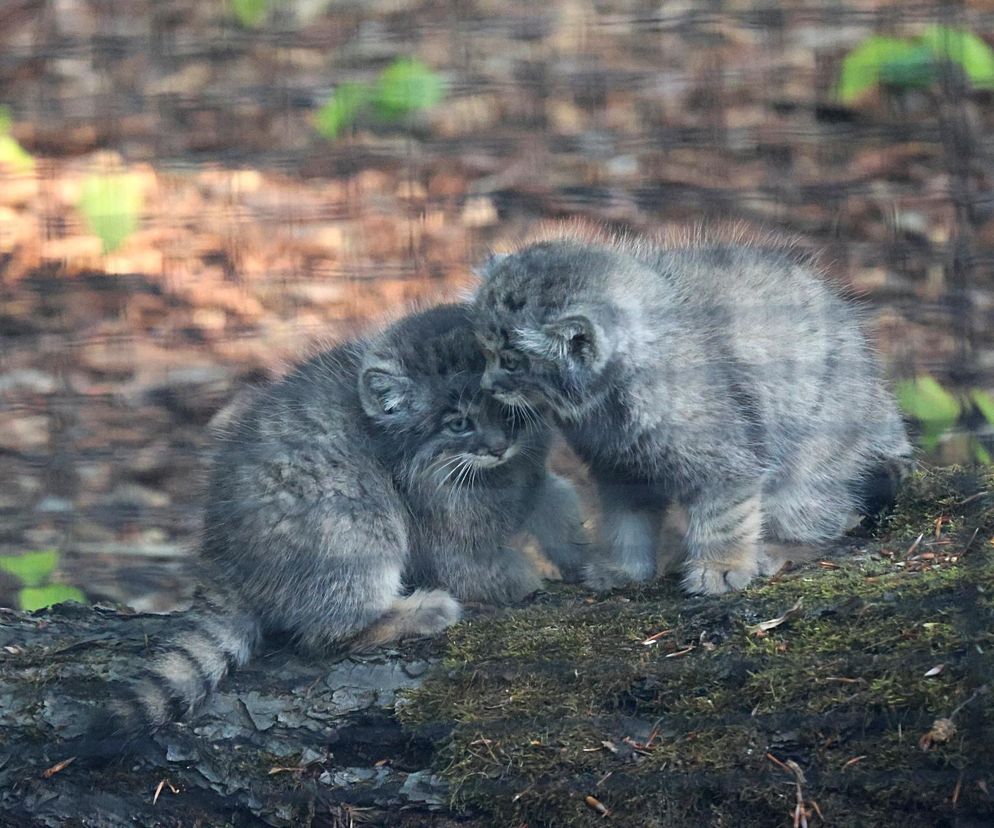 Cztery małe manule przyszły na świat w Gdańskim Zoo. Na razie są ukryte przed zwiedzającymi