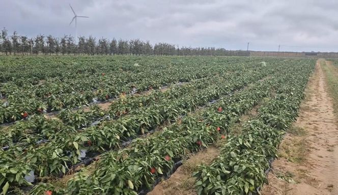 Rolnik rozdają paprykę za darmo! Ceny na skupie to dramat