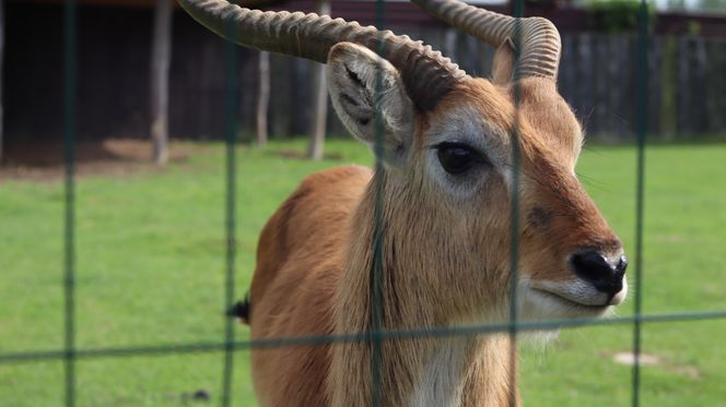 Pomysł na wycieczkę niedaleko Lublina? Zoo w Wojciechowie to idealny kierunek!