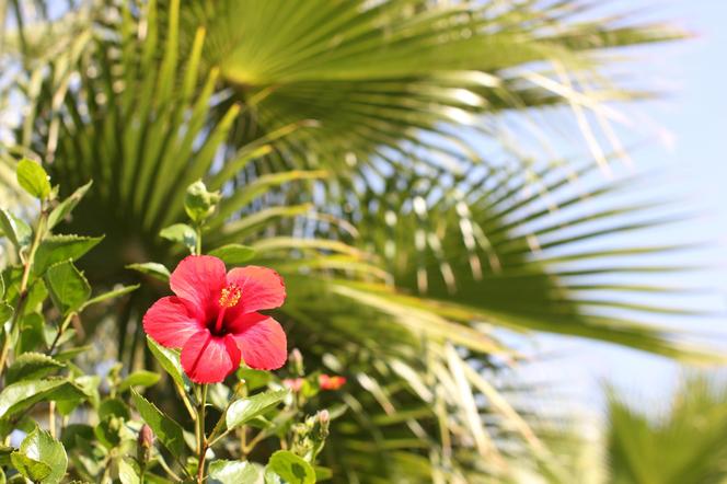 HIBISKUS