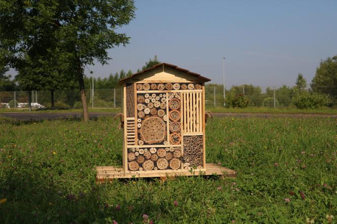 Domek dla owadów w Dąbrowie Górniczej 