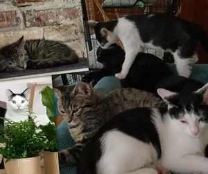 Tramwajowe kocięta szukają domu. Fabryka Mruczenia, Duńczyk i Houdini vel Mały Cwaniak polecają się do adopcji