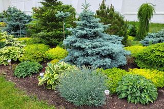 Kiedy można przyciąć wysokie iglaki? [Porada eksperta]