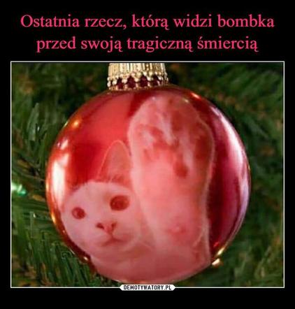 Koty opanowały internet! Memy z mruczkami bawią do łez [TOP 45]