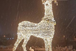 Ze szronem są jeszcze piękniejsze! Świąteczne iluminacje w Łomży