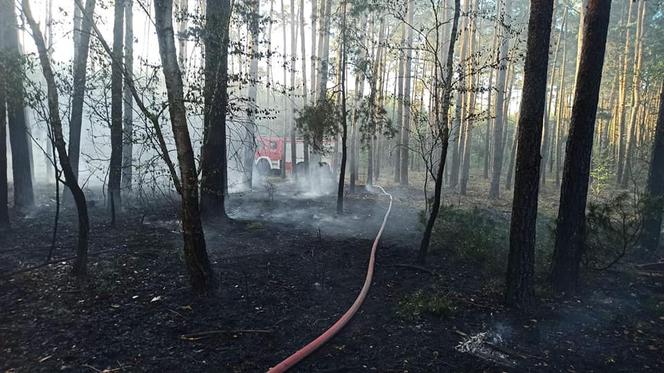 Ogromny pożar pod Grójcem! Spłonęło 80 hektarów lasu
