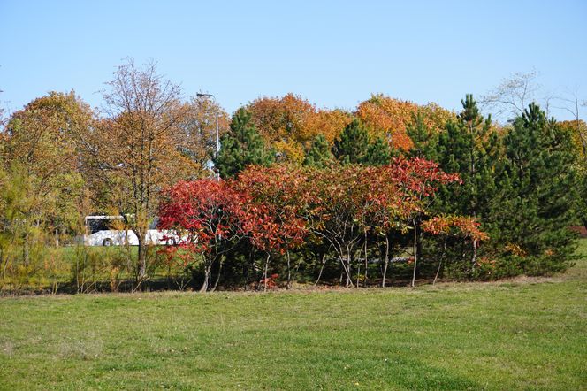 Park im. św. Jana Pawła II w jesiennych barwach