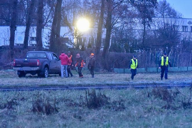 Myśliwi z długą bronią na ramieniu w środku toruńskiego osiedla przepędzali watahę dzików!