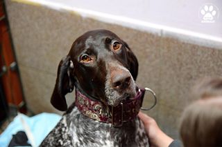 Milka ponownie trafiła do przytuliska Reksio w Bojanie 