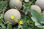 Melon