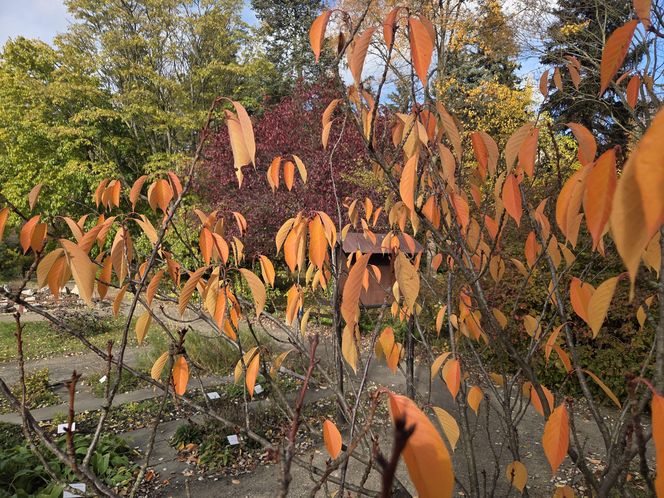 Jesień w Ogrodzie Botanicznym UKW. To ostatnia szansa na spacer wśród złotych liści!