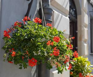 Kwiaty balkonowe zwisające lubiące słońce