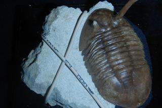 Skamieniałości sprzed milionów lat przejęto na granicy w woj. lubelskim!