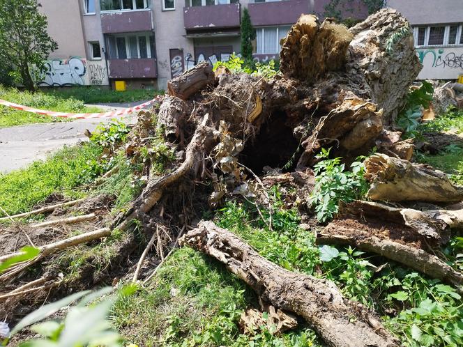 Wielkie drzewo runęło im na blok. „Widziałam, jak na mnie leci!”