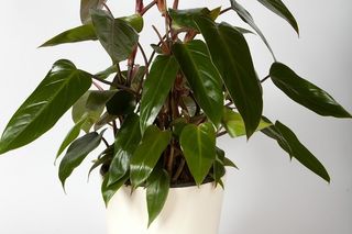 Filodendron - Philodendron