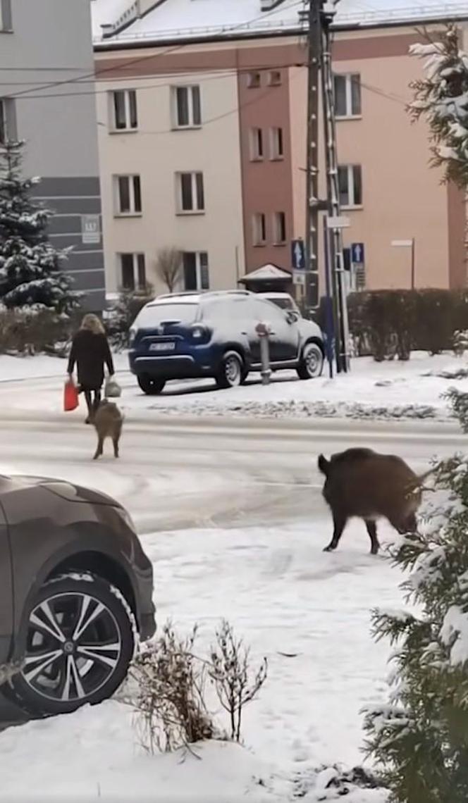 Dziki zaatakowały kobietę w centrum Jaworzna 