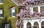 Wisteria