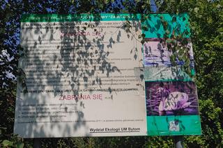 Żabie Doły zanieczyszczone zakwitem sinic