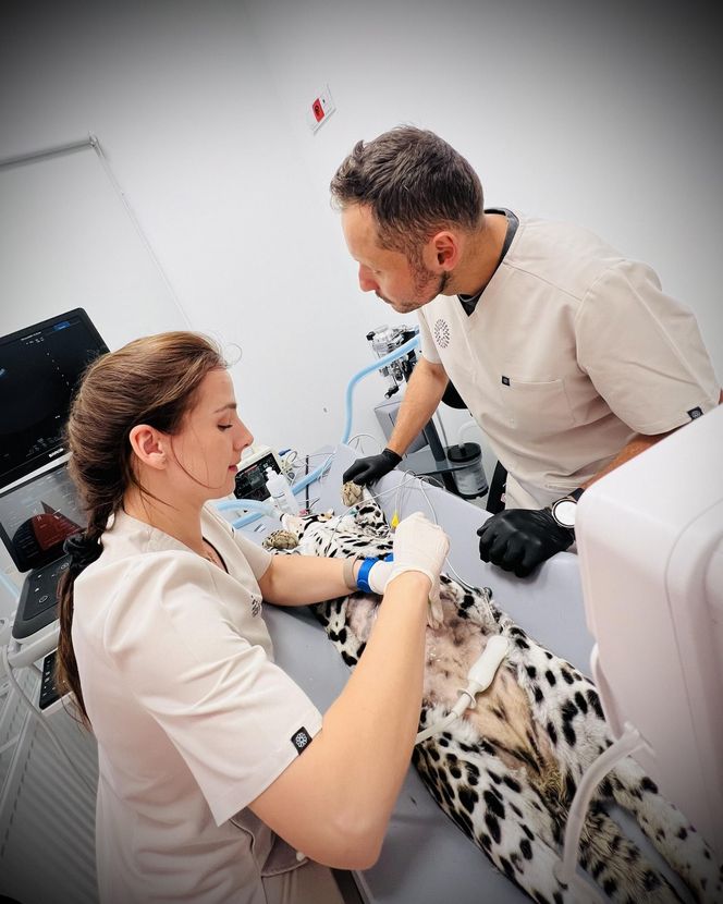 Dziki kot u weterynarza.