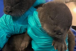 Akwarium z Long Island szuka imion dla tych maluchów