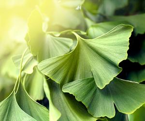 Naturalne składniki na potencję