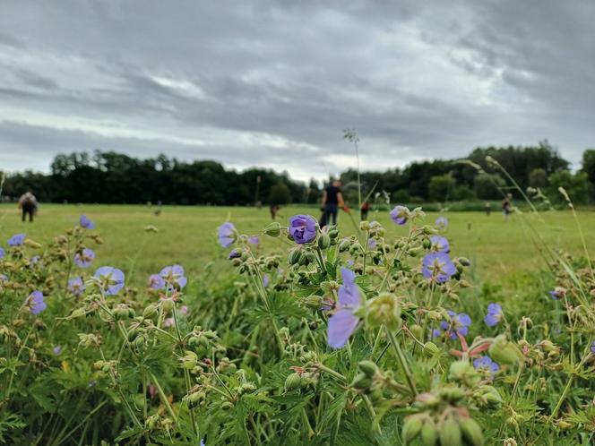 Poszukiwacze skarbów opanowali Ostrzeszów! To był weekend pełen atrakcji [GALERIA]