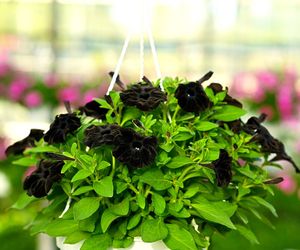 Czarna petunia