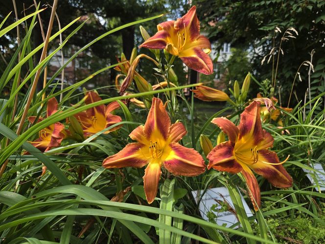 Letni spacer w zielonym sercu Bydgoszczy. Ogród Botaniczny UKW zaprasza!