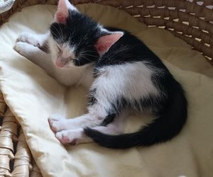 Tramwajowe koty szukają domu. Fabryka Mruczenia, mały Duńczyk i spółka polecają się do adopcji.