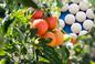 Aspiryna pod pomidory - czy aspiryna rzeczywiście działa na pomidory? Wyjaśniamy
