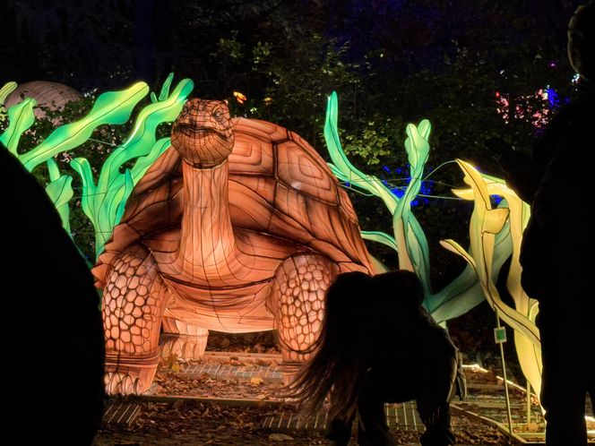 Garden of Lights we Wrocławiu