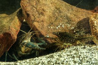 Inwazja obcych w Warszawie! Jest ich aż 100 tysięcy. Urzędnicy wynajęli łowców do walki z nimi