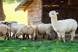 Zwierzyniec w Bałtowie