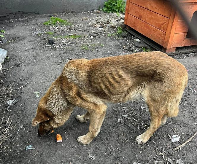 Skrajnie wychudzona suczka w kotłowni w Bisztynku. „Upodlona do granic możliwości”