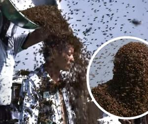 Ile pszczół zmieści się na ciele człowieka?