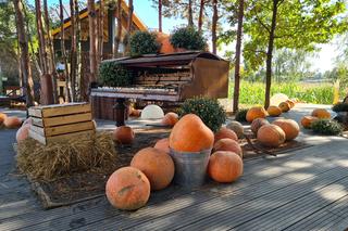 Dyniowa Farma w Radawie.  Jedno z najbardziej instagramowych miejsc na Podkarpaciu [GALERIA]