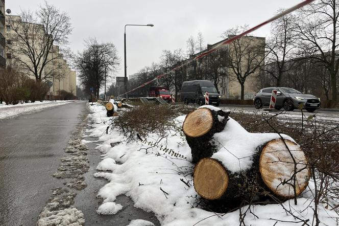 Wycinka drzew w Pruszkowie 