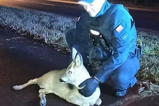 Policjanci ze Stargardu uratowali sarenkę