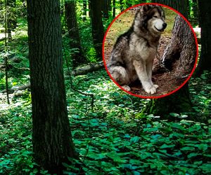 Pies zostawiony na pewną śmierć. Był przywiązany grubym łańcuchem do drzewa