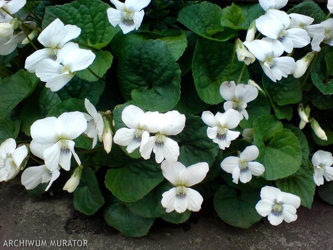 Białe kwiaty ogrodowe: fiołek