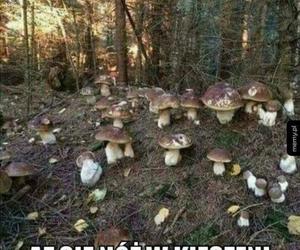 Sezon na grzyby trwa w najlepsze. Przypominamy najlepsze memy o grzybach i grzybiarzach