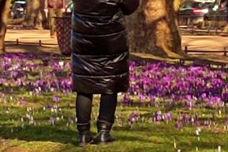 Krokusy na Jasnych Błoniach