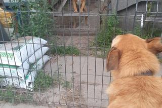 Banery ZDM pomagają zwierzętom