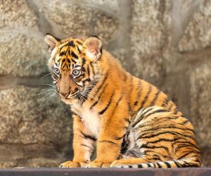 Niesamowite narodziny we wrocławskim zoo. Na świat przyszły cztery tygrysy sumatrzańskie 