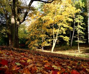 Park Miejski, Starachowice