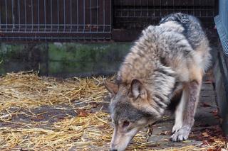 Wilk Kamyk schwytany! Zwierzak nie pozostanie dłużej na wolności 