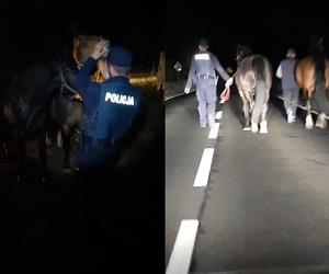Kujawsko-Pomorskie: Konie biegały po drodze wojewódzkiej! Zwierzęta uciekły z posesji
