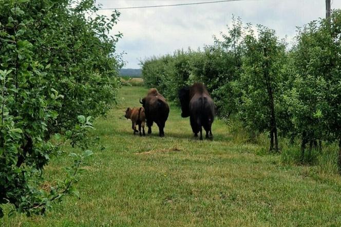 Odłowili bizona w Nadleśnictwie Ostrowiec Świętokrzyscy. Pomogli starachowiccy leśnicy